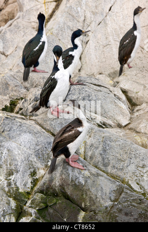 Re cormorani su Isla de Los Lobos nel Canale di Beagle Foto Stock