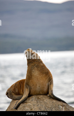 Sud Americana dei leoni di mare su Isla de Los Lobos nel Canale di Beagle Foto Stock