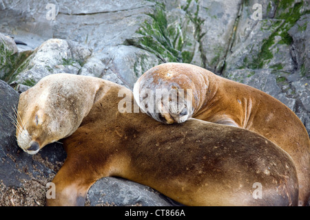 Sud Americana dei leoni di mare su Isla de Los Lobos nel Canale di Beagle Foto Stock