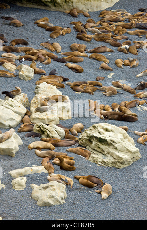 I leoni di mare a Punta Loma nel Golfo Nuevo Foto Stock