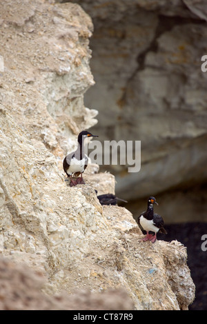 Il cormorano a Punta Loma nel Golfo Nuevo Foto Stock