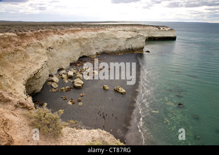 I leoni di mare a Punta Loma nel Golfo Nuevo Foto Stock