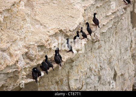 Il cormorano a Punta Loma nel Golfo Nuevo Foto Stock