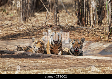 Wagdoh cuccioli di tigre il raffreddamento a Tadoba foresta, India. [Panthera Tigris] Foto Stock