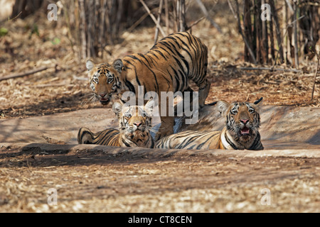 Wagdoh cuccioli di tigre il raffreddamento a Tadoba foresta, India. [Panthera Tigris] Foto Stock