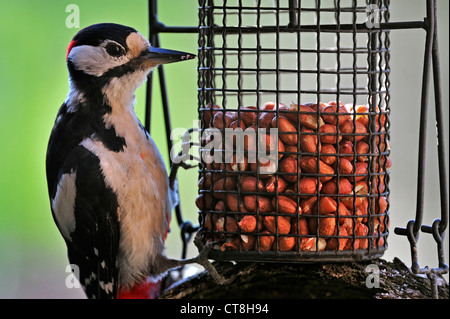 Picchio rosso maggiore / Picchio Rosso (Dendrocopos major) maschio mangiare noccioline da bird feeder in giardino Foto Stock