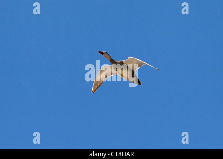 Canapiglia (Anas strepera / Mareca strepera) maschio in volo, Germania Foto Stock