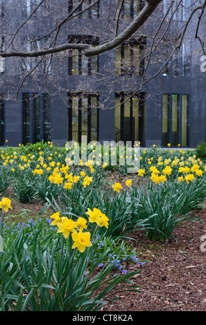 I narcisi selvatici (Narcissus pseudonarcissus) al presidente federale dell'ufficio, Berlino, Germania Foto Stock