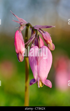 Orlata spurgo cuore (dicentra eximia) Foto Stock