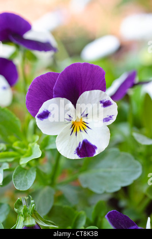 Cornuto pansy (viola cornuta) Foto Stock