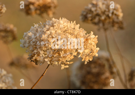 Big-lasciava ortensia (Hydrangea macrophylla) Foto Stock