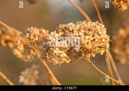 Big-lasciava ortensia (Hydrangea macrophylla) Foto Stock