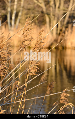 Canna di palude (Phragmites australis) Foto Stock