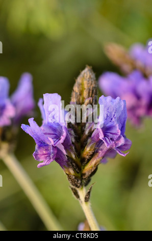 Fernleaf LAVANDA (Lavandula multifida) Foto Stock