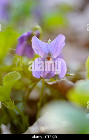 Viola Mammola (viola odorata) Foto Stock