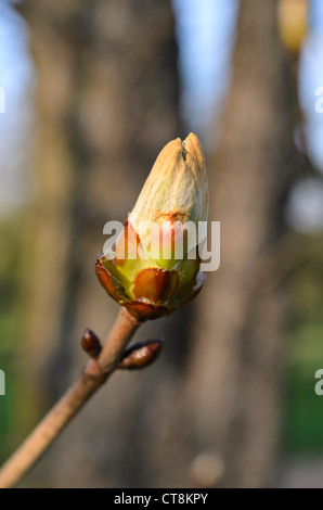 Comune di ippocastano (Aesculus hippocastanum) Foto Stock