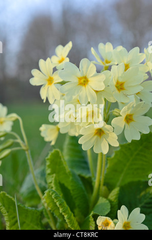 Vero oxlip (primula elatior) Foto Stock