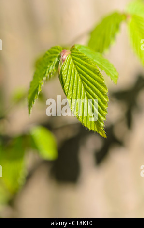 Carpino comune (Carpinus betulus) Foto Stock