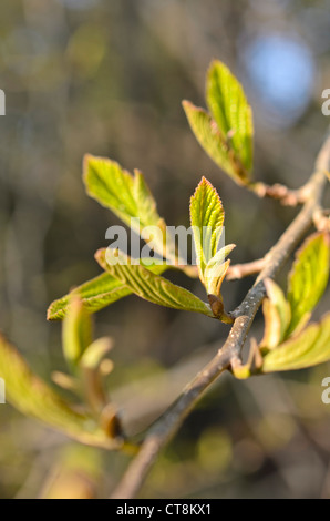 Il persiano ironwood (parrotia persica) Foto Stock