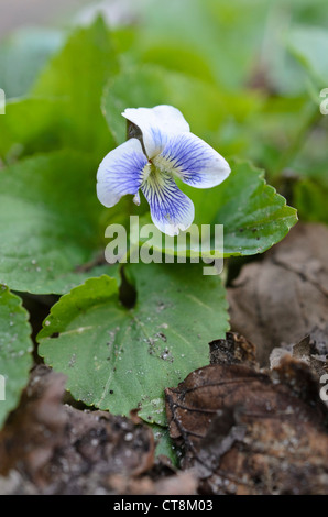 Comune di Blue Violet (viola sororia) Foto Stock