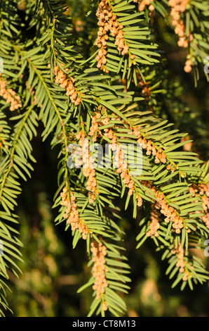 Common yew (Taxus baccata) con fiori maschili Foto Stock