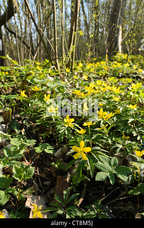 Giallo (anemone ranunculoides anemone) Foto Stock