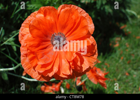 Fiore del papavero Foto Stock