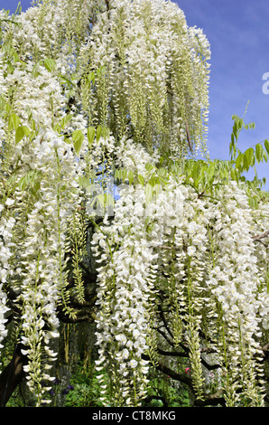 Il glicine giapponese (Wisteria floribunda "Alba") Foto Stock