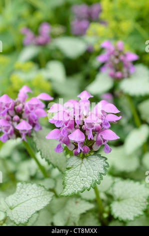 Avvistato dead ortica (lamium maculatum "faro argento") Foto Stock