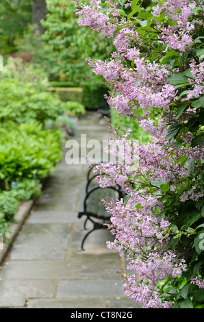 Comune (lilla Syringa vulgaris) Foto Stock