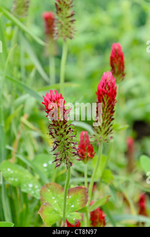 Trifoglio di cremisi (Trifolium incarnatum) Foto Stock