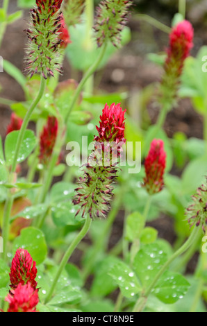 Trifoglio di cremisi (Trifolium incarnatum) Foto Stock