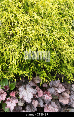 Sawara cypress (chamaecyparis pisifera 'filifera aurea') e alumroot (heuchera) Foto Stock