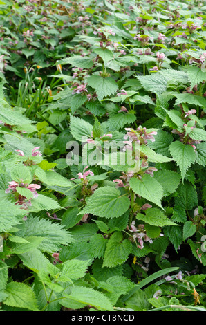 Big betony (stachys macrantha 'superba') Foto Stock