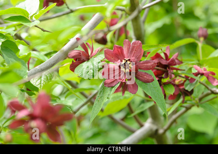 Cera cinese arbusto (sinocalycanthus raulstonii hartlage 'vino') Foto Stock