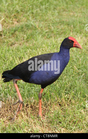 Purple Swamp Hen, Porphyrio melanotus, passeggiate sull'erba Foto Stock