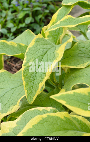 Comfrey nana (symphytum grandiflorum 'goldsmith') Foto Stock