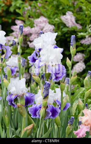 Tall barbuto (iris iris barbata elatior 'slapstick') Foto Stock