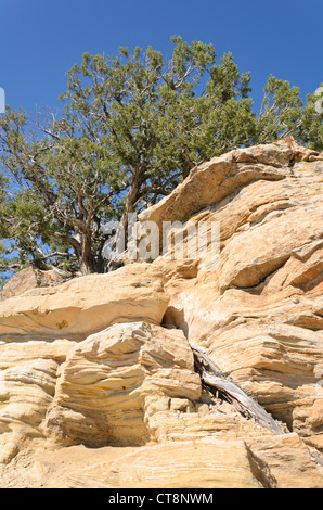 Utah ginepro (juniperus osteosperma), Utah, Stati Uniti d'America Foto Stock