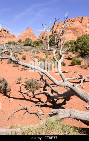 Utah ginepro (juniperus osteosperma), il Parco Nazionale di Arches, Utah, Stati Uniti d'America Foto Stock