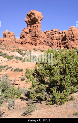 Utah ginepro (juniperus osteosperma), il Parco Nazionale di Arches, Utah, Stati Uniti d'America Foto Stock