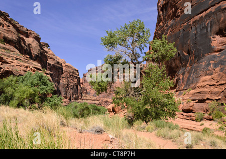 Fremont pioppi neri americani (populus fremontii), cacciatori canyon dello Utah, Stati Uniti d'America Foto Stock