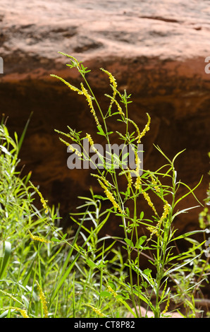 Giallo trifoglio dolce (melilotus officinalis) Foto Stock