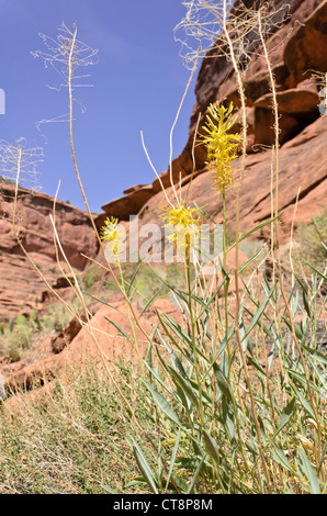 Principe plume (stanleya pinnata), cacciatori canyon dello Utah, Stati Uniti d'America Foto Stock