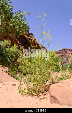 Giallo trifoglio dolce (melilotus officinalis), cacciatori canyon dello Utah, Stati Uniti d'America Foto Stock