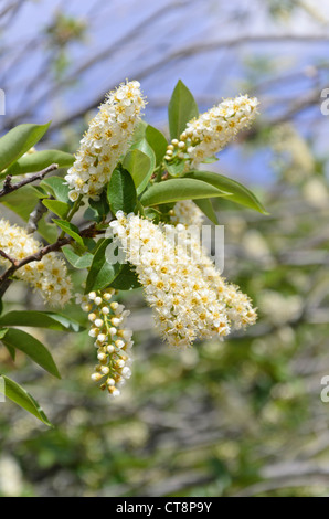 Chokecherry (prunus virginiana) Foto Stock