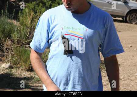 Hummingbird gigante è in appoggio su un uomo al torace nelle Ande pedemontana, a nord di Lo Bamechea, a est di Santiago del Cile Foto Stock