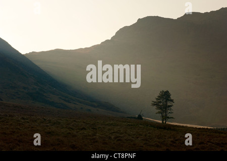 Capel Rhosydd rovina e lone tree in Cwmorthin ardesia remota valle mineraria vicino a Blaenau Ffestiniog Gwynedd North Wales UK Foto Stock