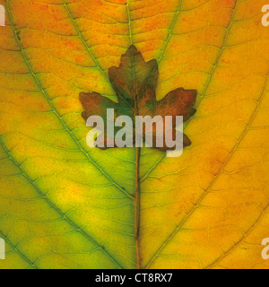 Acer platanoides, acero, Norvegia maple Foto Stock