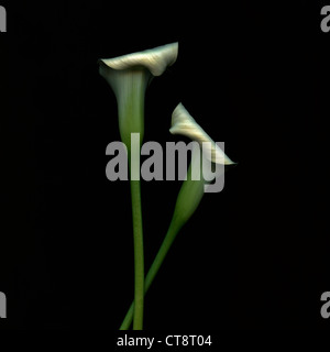 Zantedeschia, Giglio, Arum lily, Calla Lily Foto Stock